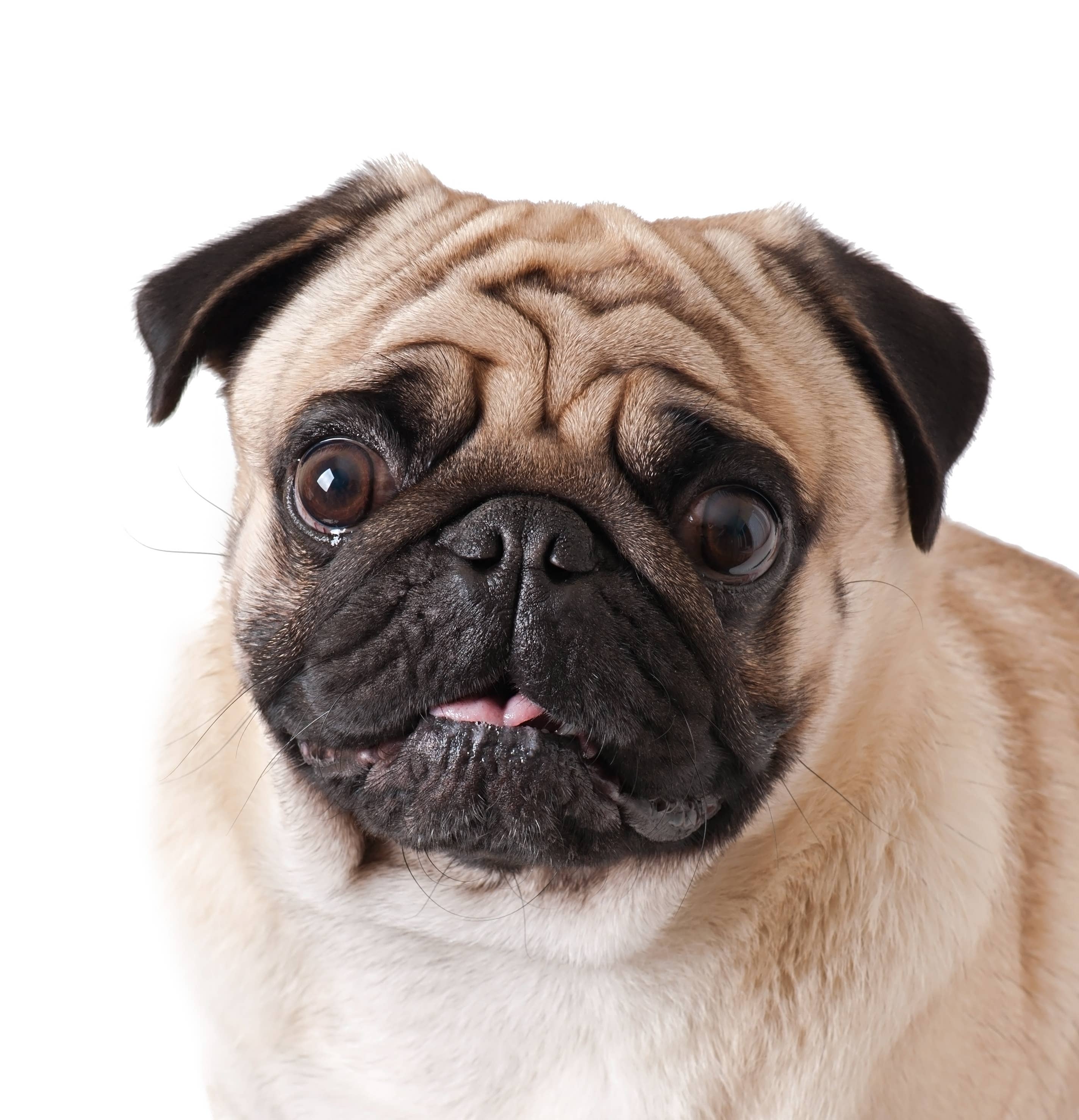Balm Diggity Dog | Wrinkle Relief
